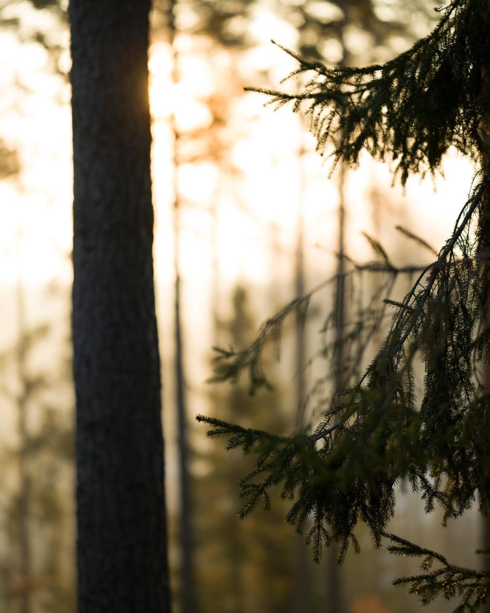 Trakt Forest Hotel Skogssviter Holsbybrunn ภายนอก รูปภาพ